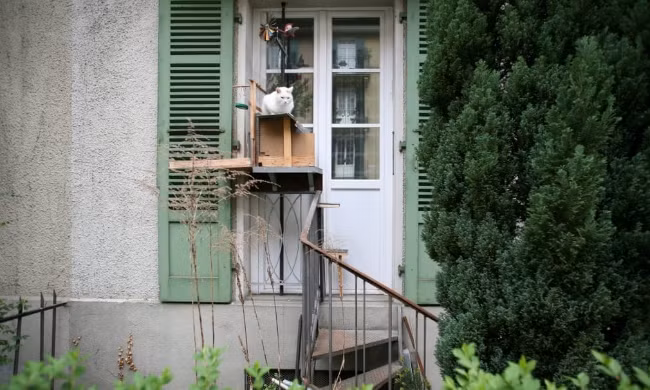 Mỗi thành viên trong ngôi nhà, người và mèo đều có lối đi riêng của mình.