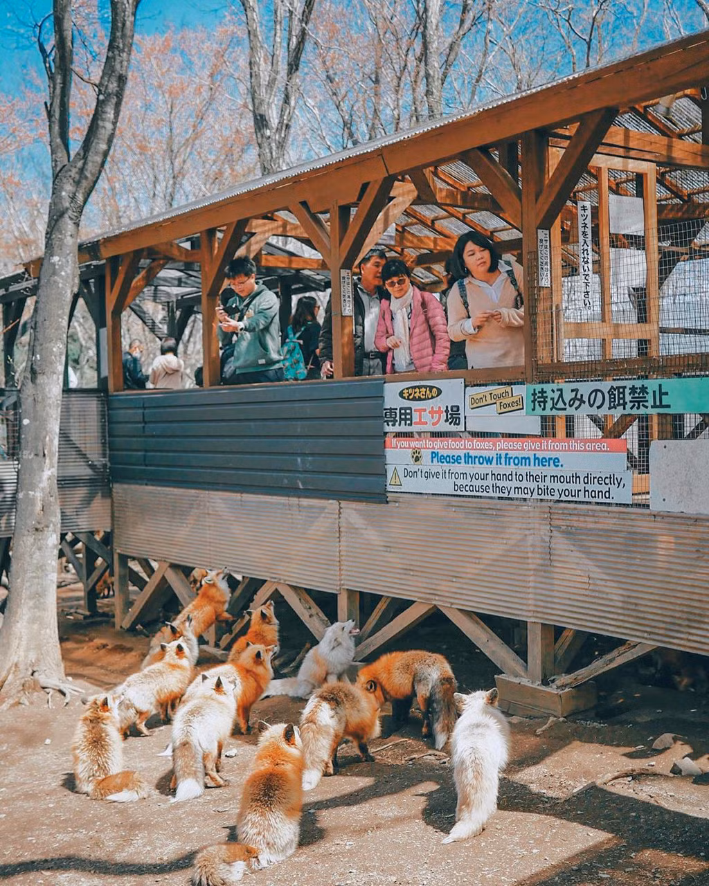 Ngoi lang co hang tram con cao beo, luoi o Nhat Ban-Hinh-5