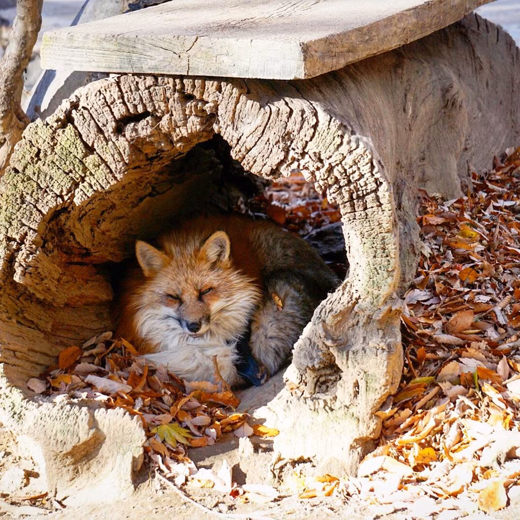 Ngoi lang co hang tram con cao beo, luoi o Nhat Ban-Hinh-4