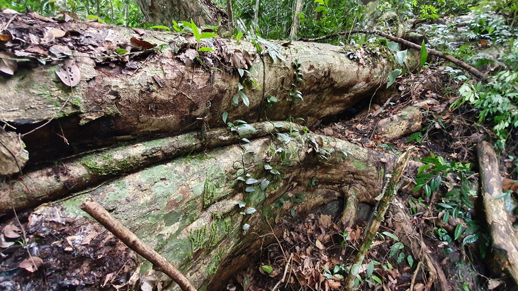 Đây là cây nghiến có bạnh đẹp, bởi bạnh mọc đều, phân tán xung quanh cây. Đúng ra cây này gọi là bạnh về chứ không phải dễ. Bạnh về có nghĩa là mọc từ thân ra, còn dễ đâm ra là khác. Bạnh là thân cây - là đoạn giữa, níu được cây đứng lại, còn phía dưới bạnh mới là dễ, ông Tình cho biết.
