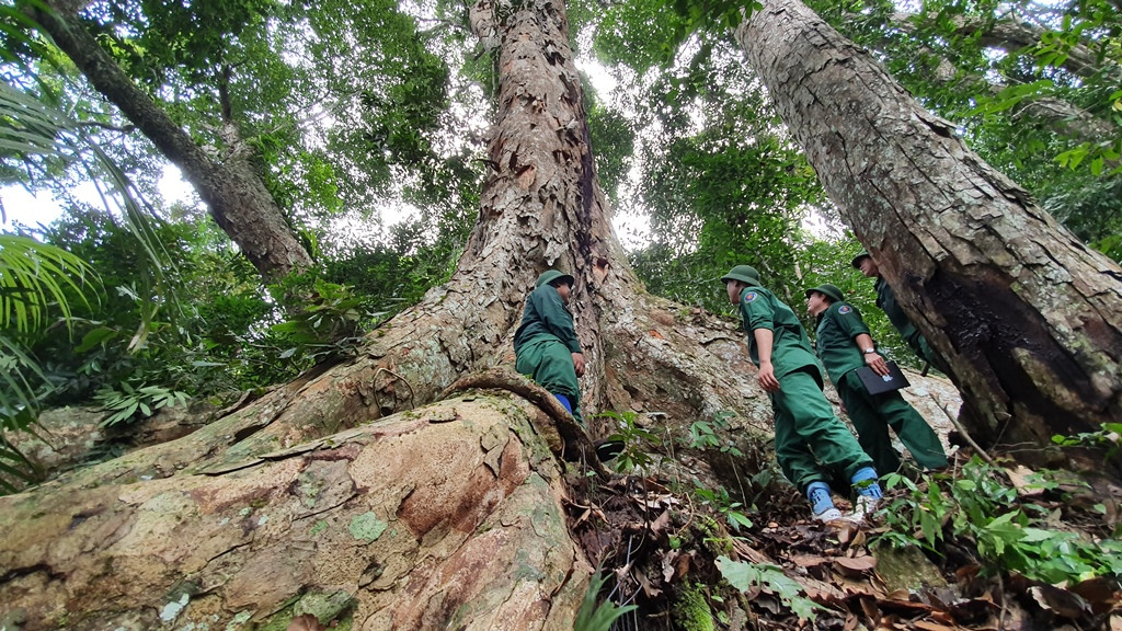 Hiện, cây còn nguyên trạng chưa bị xâm phạm. Với ý nghĩa lớn về nhiều mặt, UBND huyện Lâm Bình chỉ đạo các cơ quan chức phải bảo vệ bằng được cây nghiến nghìn tuổi này.
