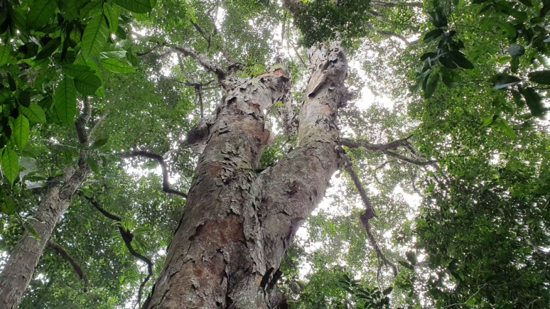 Tán cây bao phủ cả một gốc rừng. Nói không quá cả miền Bắc chỉ có ở Tuyên Quang mới còn những cây nghiến to, đẹp đến vậy.