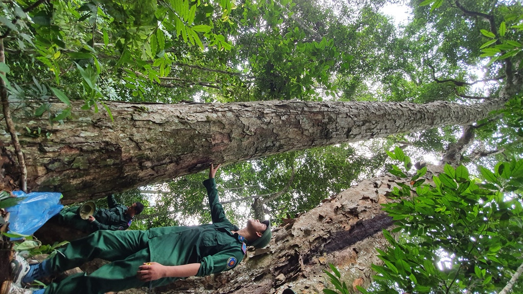 Điều đặt biệt, "cụ" nghiến còn “đẻ ra” 1 cây con, to 240 vanh, khối lượng khoảng 20m3. Được biết, tỉnh Tuyên Quang là một trong những tỉnh có tỷ lệ che phủ rừng thuộc tốp cao nhất nước lên tới 65%.