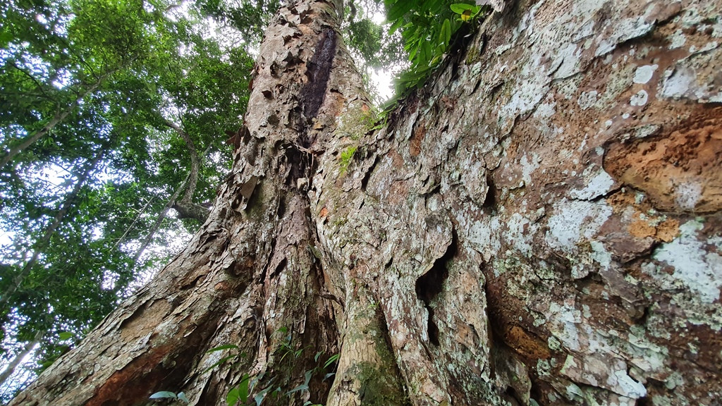 Ông Nguyễn Hữu Tình, Giám đốc Ban Quản lý rừng phòng hộ Lâm Bình cho biết, cây nghiến to 900 vanh, đường kính 2,86m, cao 40m, tổng khối lượng hơn 100m3.