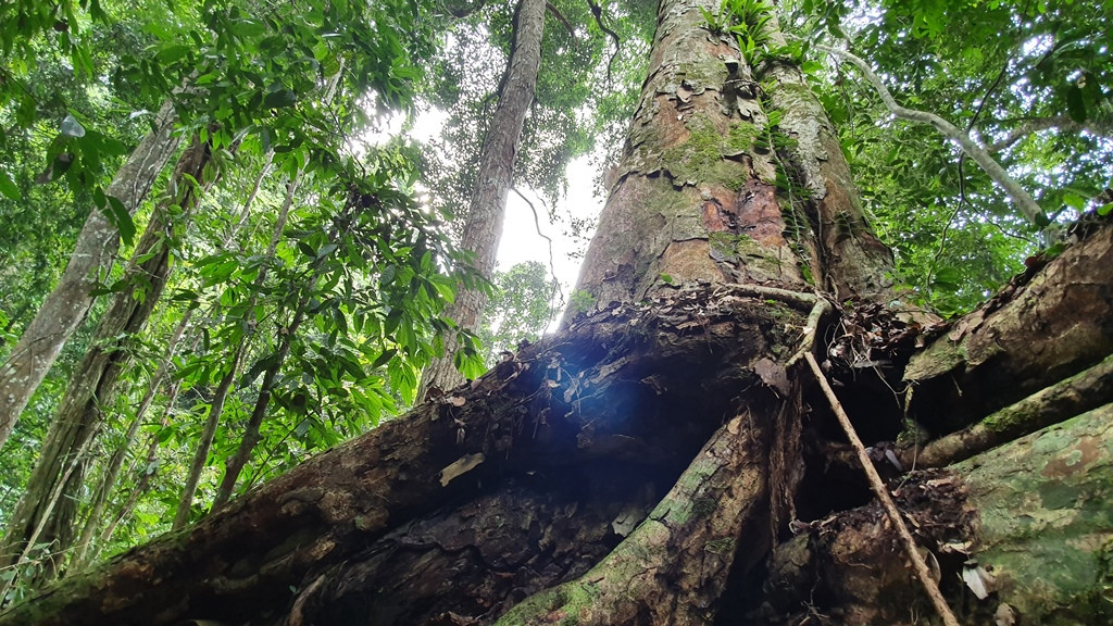 "Cụ" nghiến 1.000 năm tuổi này nằm tại khu vực Thẳm Póong, thôn Nà Vàng, xã Khuôn Hà (Lâm Bình, Tuyên Quang).