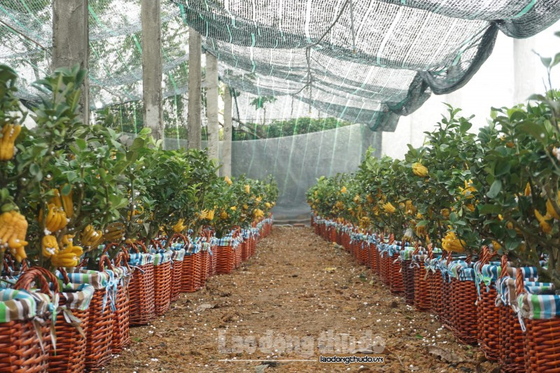 Xuất hiện trên thị trường trong khoảng vài năm trở lại đây, phật thủ mini đã trở thành thú chơi của nhiều gia đình trong dịp Tết.