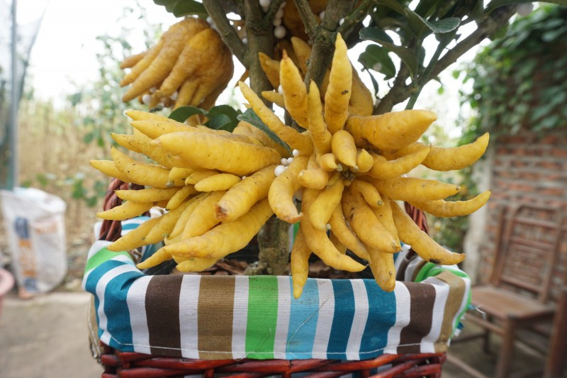 Điều đặc biệt của những cây phật thủ mini này là quả vàng ươm, đẹp mắt. Các gốc có độ tuổi từ 3-5 năm, được trồng trong giỏ mây tre đan và cho ra quả tự nhiên.