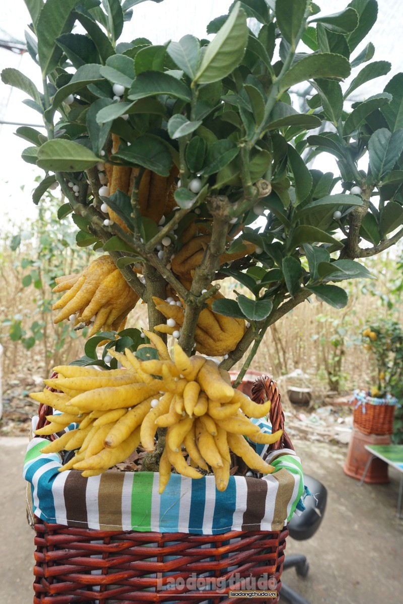 Thông thường mỗi cây ra quả tự nhiên sẽ có khoảng từ 5 trái trở lên và cao từ 60-80cm.