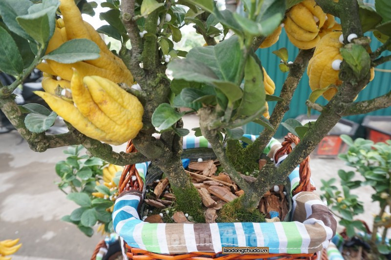 Yếu tố quan trọng để cây có thể đạt chất lượng tốt là độ ẩm phù hợp.