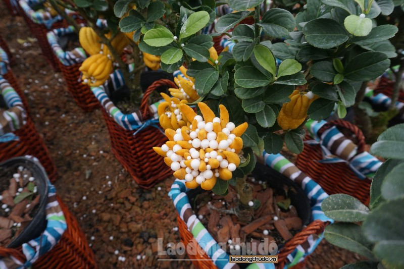 Thị trường tiêu thị của cây rất rộng, cả trong Nam lẫn ngoài Bắc. Để vận chuyển, bảo quản quả phật thủ tránh bị hỏng nhiều người đã phải bọc kín quả lại bằng giấy báo và túi nilon, xốp,...