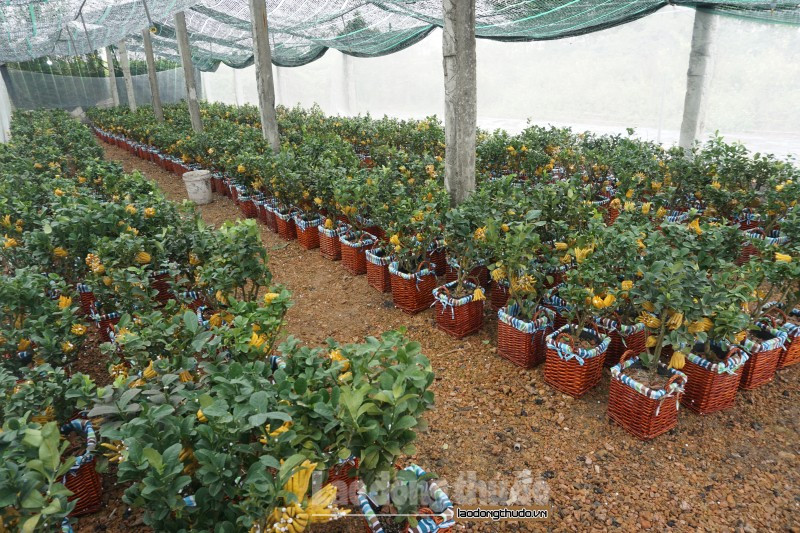 Theo một nhà vườn chuyên cung cấp loại cây này tại xã Đắc Sở cho biết: Mỗi năm sẽ đưa ra thị trường Hà Nội và các tỉnh trong cả nước khoảng hơn 1000 cây và đều tiêu thụ hết. Năm nay, số lượng cây nhà vườn cung cấp cũng giống mọi năm với giá khoảng 2-3 triệu đồng/gốc.