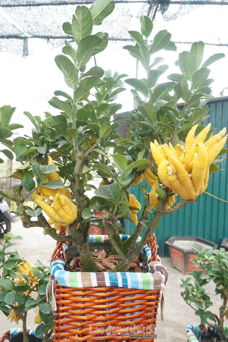 Một trong những gốc có giá lên đến hàng chục triệu đồng. Giá thành có sự chênh lệch dựa vào công sức chăm sóc, các gốc trong giá thể phát triển đều và thế cây đẹp.