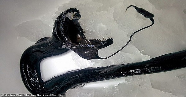 Phat hien nhieu sinh vat ky di 