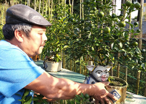 Ông Xuân chăm sóc quất cảnh chuẩn bị cho dịp Tết Kỷ Hợi tại vườn của gia đình. Ảnh: Trần Quang