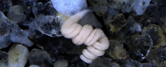 Sinh vat ky di khong mom lan hau mon, van ton tai duoc hon 500 trieu nam