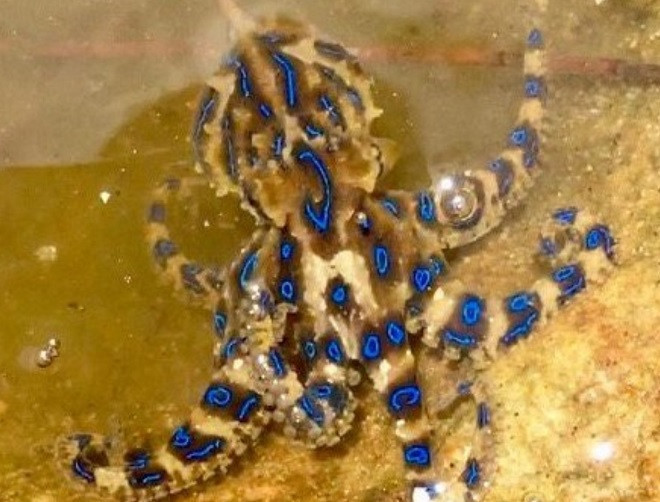 Bạch tuộc đốm xanh là sinh vật biển kịch độc.