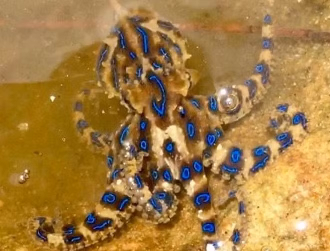 Bạch tuộc đốm xanh là sinh vật biển kịch độc.