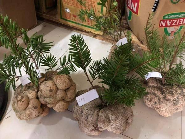 Mot cay nam gia 10 trieu dong, hoi nha giau Viet tranh nhau mua