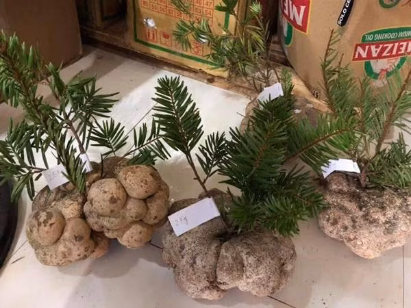 Mot cay nam gia 10 trieu dong, hoi nha giau Viet tranh nhau mua