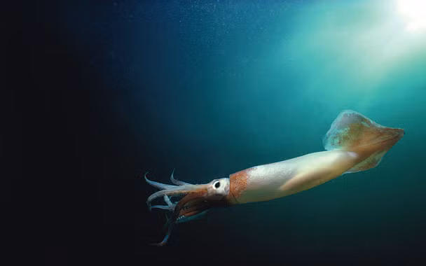 Tho lan phat hien vat the nhu trung thuy quai duoi long bien