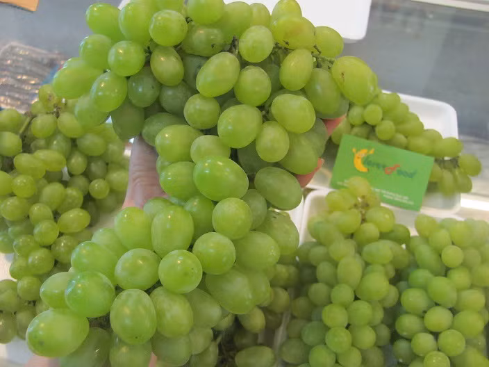 Cach chuan phan biet nho Ninh Thuan va nho Trung Quoc