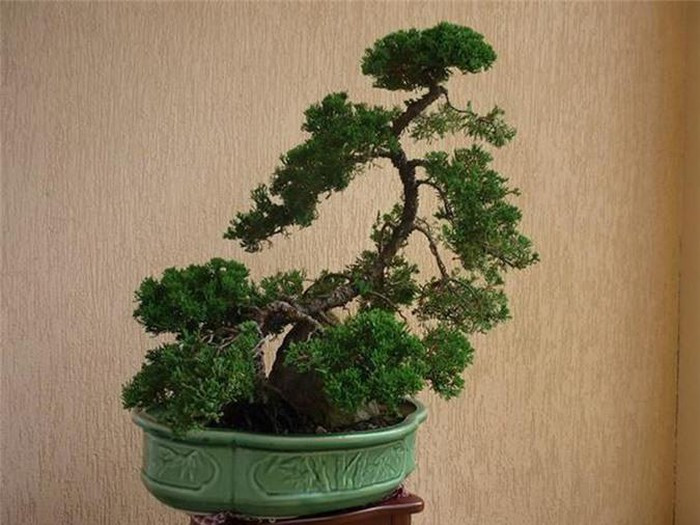 5 loai cay phong thuy dep may cung khong ruoc vao nha-Hinh-2