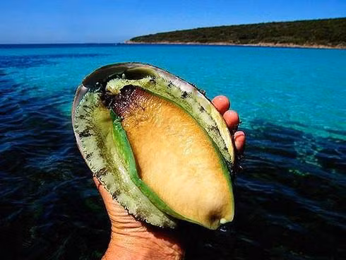 Bao ngu xanh gia chuc trieu dong, nha giau Viet dua nhau mua ve tam bo