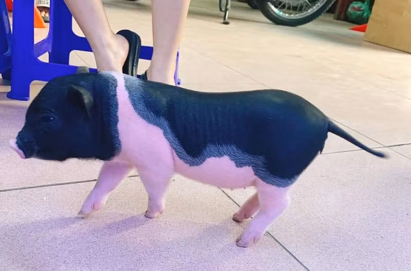 Dich ta lay lan: Canh bao co nang om ap em in mini choi canh