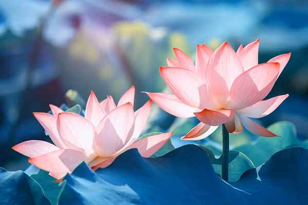 Tien vao nhu nuoc khi dat 4 loai hoa nay tren ban tho Than Tai-Hinh-3