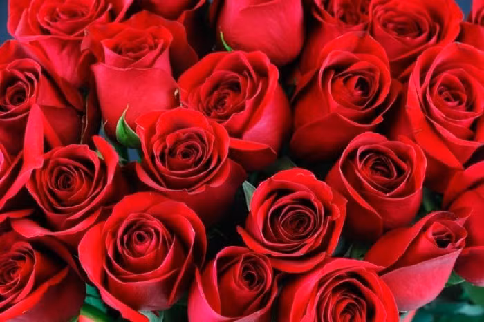 Tien vao nhu nuoc khi dat 4 loai hoa nay tren ban tho Than Tai-Hinh-7