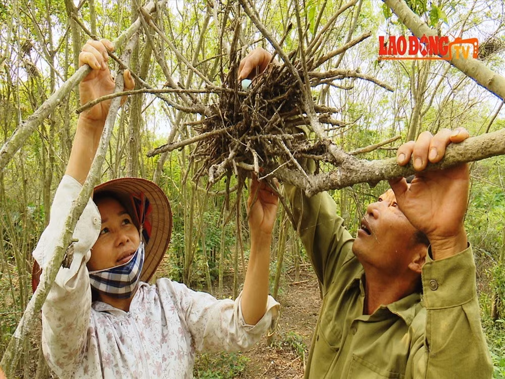 Cap vo chong danh hon 2ha dat trong cay lam noi tru ngu cho co-Hinh-3