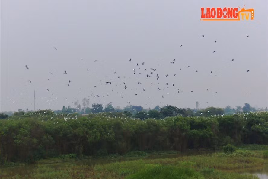 Cap vo chong danh hon 2ha dat trong cay lam noi tru ngu cho co