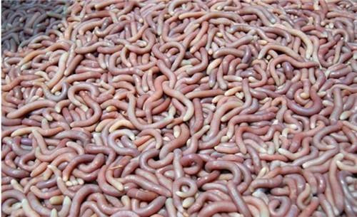 Sá sùng thuộc ngành giun, thường sống ở những vùng biển bùn cát dọc theo bãi biển.