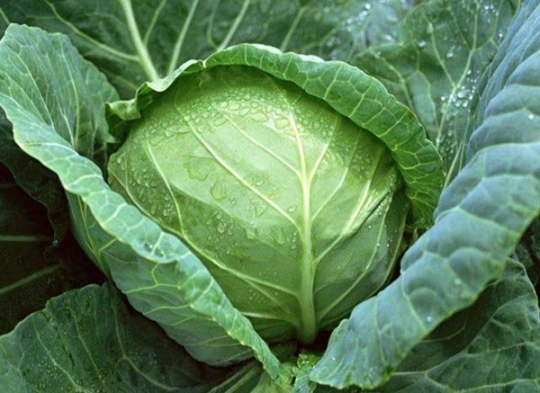 4 loai rau xanh ngon, bo, re chong ung thu cuc tot