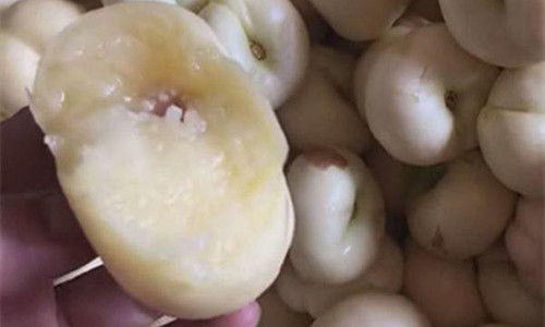 Trong dao lun tit mau la ban hon 200.000 dong/kg