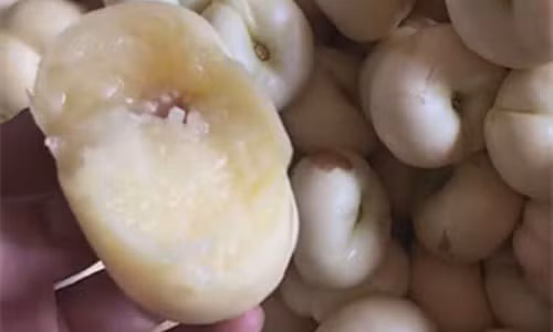 Trong dao lun tit mau la ban hon 200.000 dong/kg