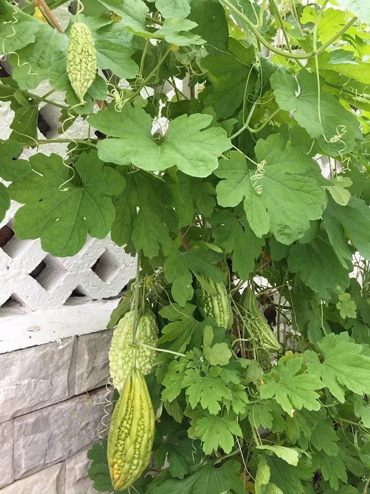 Vườn rau sạch của vợ chồng Thủy Tiên - Công Vinh được ví như nông trại mini vì trồng đủ loại rau, trái từ mướp đắng, bí đỏ cho tới các loại rau.