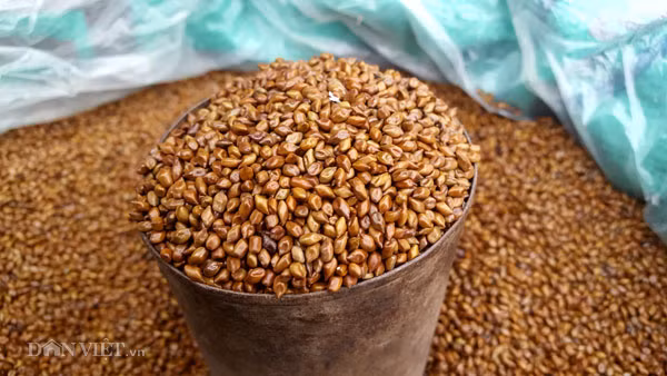 Nhiều loại hạt, các loại quả lạ mắt được người dân bày bán phục vụ nhu cầu tìm mua của du khách và người dân hành hương trẩy hội. Hạt muồng muỗng cũng được người dân bày bán tại lễ hội chùa Bắc Nga. Từ lâu, hạt muồng muồng đã được y học cổ truyền sử dụng nhiều để làm thuốc chữa bệnh. Theo đó, quyết minh tử trong có vị ngọt đắng, tính lạnh, có tác dụng: Bổ thận, mát gan, an thần… chữa chứng mờ mắt, đau mắt đỏ, mất ngủ, táo bón… Ngoài ra, y học hiện đại cũng công nhận một số tác dụng trong việc hạ huyết áp, tăng cường hệ miễn dịch, giảm cân… của hạt này.