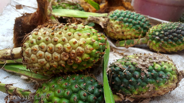 Rất nhiều các loại cây thuốc như cây bảy lá trị ho, giải độc; củ sâm đất, dứa rừng,... đến những nhánh lan rừng đều hiện diện nơi góc nhỏ của lễ hội. Cuộc sống người Dao trên đỉnh Mẫu Sơn cao 1000m so với mực nước biển hoàn toàn nhờ cậy vào thiên nhiên. Thức ăn lấy từ rừng, tự trồng trong vườn nhà, lúa gạo trồng trên nương rẫy. Mọi hoạt động đều khá tách biệt với thế giới bên ngoài bởi vị trí địa lý và đường sá di chuyển khó khăn. Để tồn tại giữa rừng thiêng nước độc, chống lại các loại bệnh tật, người Dao nơi đây đã chế biến những cây cỏ trong rừng thành những bài thuốc, vị thuốc có tác dụng chữa bệnh rất đặc biệt, sáng tạo và lưu truyền nhau cho đến nay.