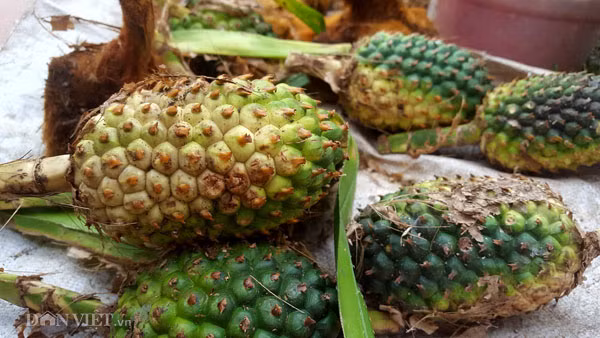 Rất nhiều các loại cây thuốc như cây bảy lá trị ho, giải độc; củ sâm đất, dứa rừng,... đến những nhánh lan rừng đều hiện diện nơi góc nhỏ của lễ hội. Cuộc sống người Dao trên đỉnh Mẫu Sơn cao 1000m so với mực nước biển hoàn toàn nhờ cậy vào thiên nhiên. Thức ăn lấy từ rừng, tự trồng trong vườn nhà, lúa gạo trồng trên nương rẫy. Mọi hoạt động đều khá tách biệt với thế giới bên ngoài bởi vị trí địa lý và đường sá di chuyển khó khăn. Để tồn tại giữa rừng thiêng nước độc, chống lại các loại bệnh tật, người Dao nơi đây đã chế biến những cây cỏ trong rừng thành những bài thuốc, vị thuốc có tác dụng chữa bệnh rất đặc biệt, sáng tạo và lưu truyền nhau cho đến nay.