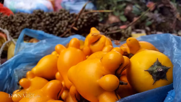La liet 'than duoc' tren nui cao duoc nguoi Dao Mau Son mang bay ban
