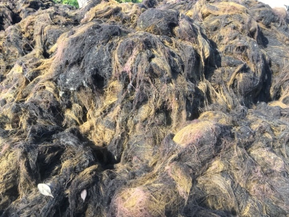 Ông Nguyễn Minh Tâm – Chủ tịch Hội Nông dân xã Cam Hải Tây cho biết, rau câu chỉ là loại mọc tự nhiên ngoài biển, cứ gặp thời tiết thuận lợi sẽ phát triển mạnh và thường xuất hiện sau mùa mưa. Ngoài loại vẹm biển, hiện nay người dân đang có thêm nguồn thu nhập từ loại rau câu chỉ biển.