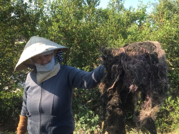 Người dân đang phơi rau câu chỉ, thông thường phơi từ 1 - 2 nắng rồi xuất bán cho các thương lái. Theo đó, rau câu chỉ sau khi thu hoạch lên, đem vào bờ để phơi khô, cứ 5 – 6 kg loại tươi qua giai đoạn phơi được 1kg khô. Công đoạn cuối cùng đóng vào bao để bán cho các thương lái, giá dao động từ 3.000 – 4.000 đồng/kg, nhờ nghề này mà nhiều hộ dân có thu nhập từ 150.000 – 500.000 đồng/ngày, thậm chí có gia đình kiếm 700.000 đồng (tùy theo lao động).