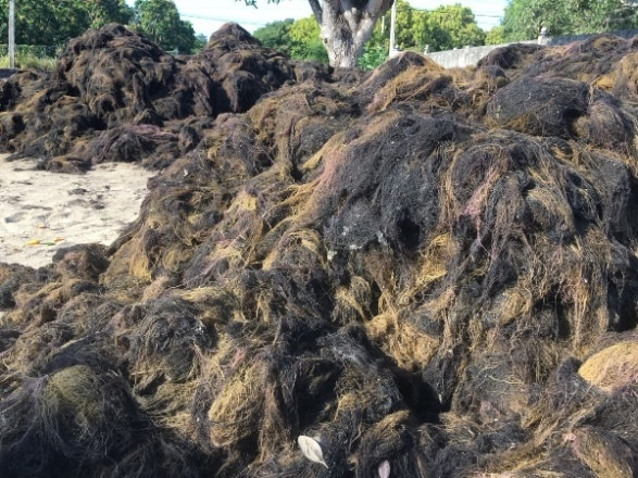 Nhờ nghề này mà gia đình anh Hoàng Văn Mỹ (thôn Bắc Vĩnh, Cam Hải Tây) có thêm thu nhập. Anh Mỹ nói, rau câu chỉ năm nay kéo dài từ sau Tết đến khoảng tháng 5- 6 âm lịch và nghề này nếu các gia đình chịu khó sẽ hái ra tiền. Những ngày thường gia đình anh Mỹ làm đìa tôm, cá, khi có rau câu chỉ anh cùng vợ hối hả đi săn, chính nhờ nghề này mà gia đình anh có thêm nguồn thu nhập.