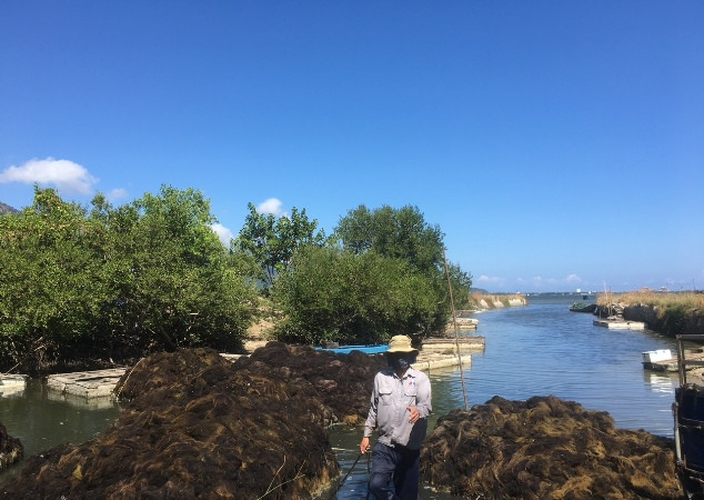 Theo các ngư dân nơi đây, rau câu chỉ mỗi năm chỉ có một mùa.