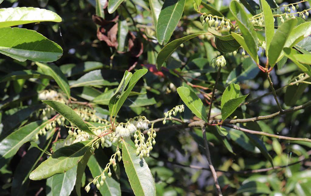 Cây trổ bông kết trái liên tục, nên thu hoạch được quanh năm. Hiện, mỗi ngày chị Hiền thu hoạch được 60kg trái tươi, giá bán 30.000 - 40.000 đồng/kg. Chị nói: “trồng cà na rất “khỏe”, cây phát triển trong điều kiện tự nhiên, ít sâu bệnh, không cần bón phân, xịt thuốc, nên được xem là thực phẩm sạch…”.