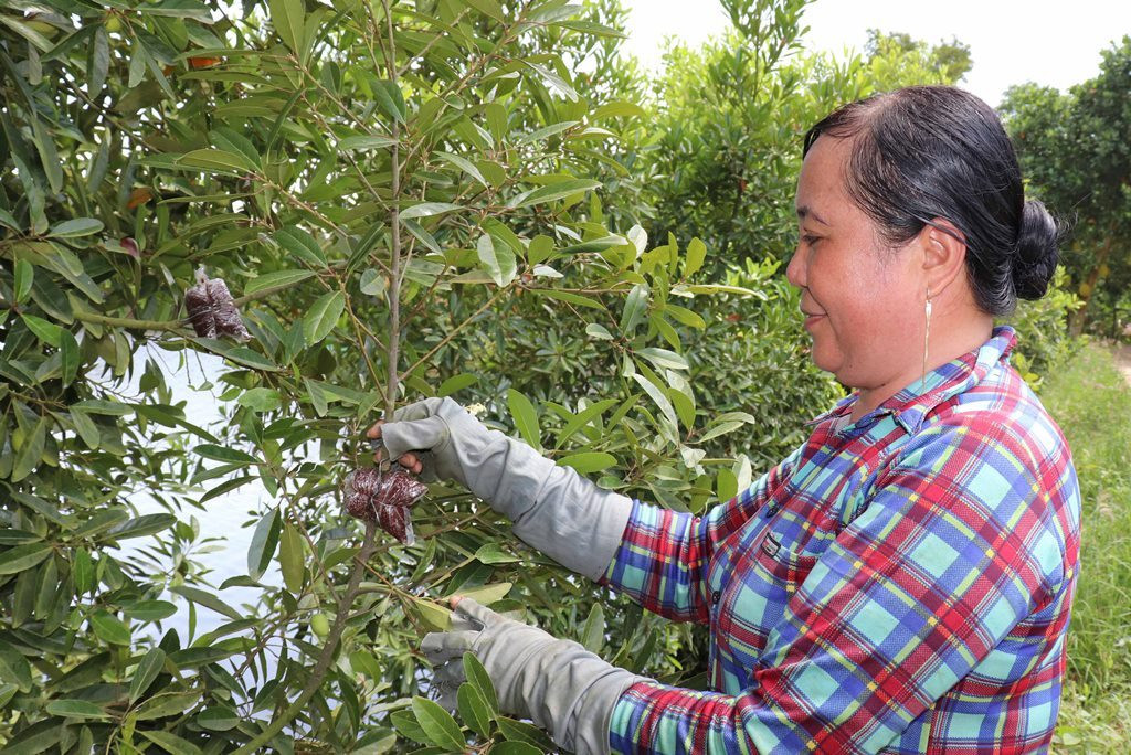 Đáp ứng nhu cầu của người dân, chị còn chiết nhánh, bán 100.000 đồng/nhánh cho hộ có nhu cầu lập vườn. Bình quân 1 cây trưởng thành có thể chiết được đến chục nhánh, mà không ảnh hưởng đến năng suất ra trái.