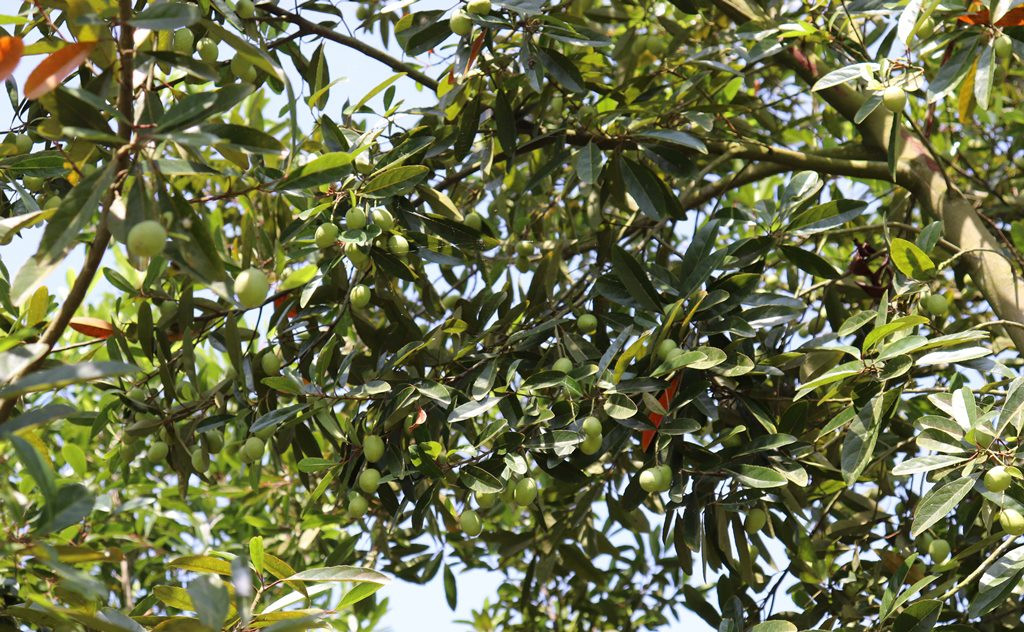 Giống cà na Thái nhà chị trồng cho năng suất rất cao, cành nào cũng sai trái chi chít, quả to, thịt dày, ít vị chua chát so với cà na dại.