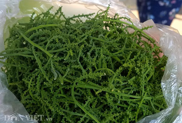 Rau ngot rung ngon la mieng, gia hon tram ngan/kg van het-Hinh-2