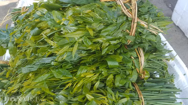 Rau ngot rung ngon la mieng, gia hon tram ngan/kg van het